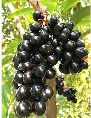 CRGO JAAMUN, JAVA PLUM Seed(10 per packet)
