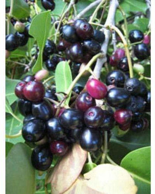 CRGO JAAMUN, JAVA PLUM Seed(100 per packet)