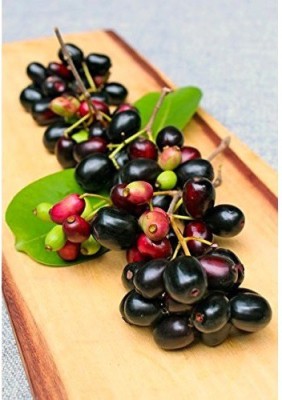 Qualtivate ® Fast Grow Jamun Fruit Plant Seed Seed(50 per packet)