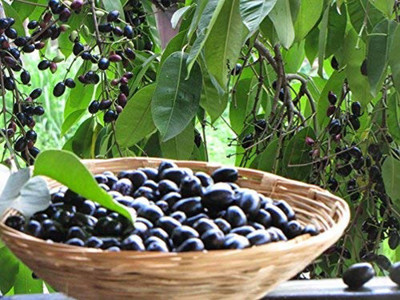 VibeX Jamun Seed(25 per packet)