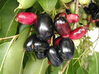 CRGO JAAMUN, JAVA PLUM Seed(10 per packet)