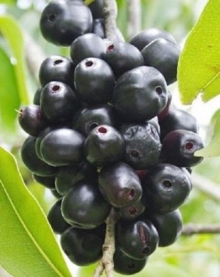 Biosnyg Jambolan/Java plum/Black plum/Jamun/Njaval 25gm Seeds Seed(25 g)