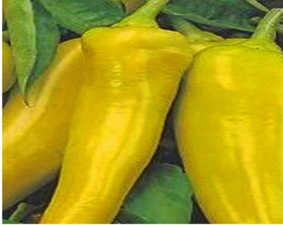 VibeX YELLOW CHILLI Seed(15 per packet)