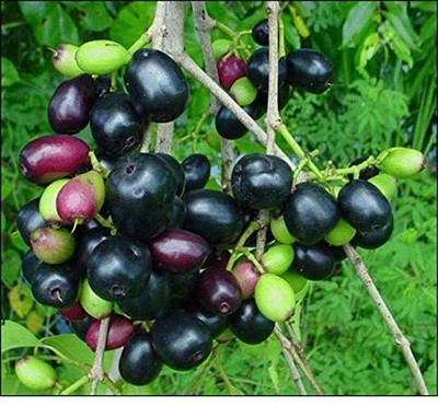 VibeX Jamun Seed(50 per packet)