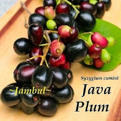 CRGO JAAMUN, JAVA PLUM Seed(10 per packet)