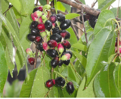 VibeX Jamun Seed(20 per packet)