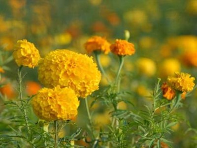 Jevik Marigold Seed(75 per packet)