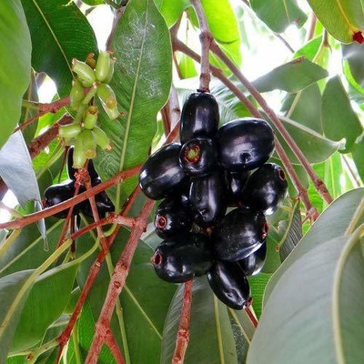 VibeX Jamun Seed(25 per packet)
