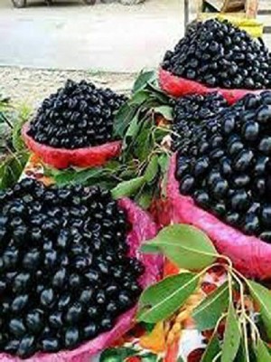Biosnyg Rare Syzygium Cumini (Jambolan/Java plum/Black plum/Jamun/Njaval) 100 Seeds Seed(100 per packet)