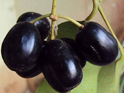 Biosnyg Jambolan/Java plum/Black plum/Jamun/Njaval Fruit Seed 50gm Seeds Seed(50 g)