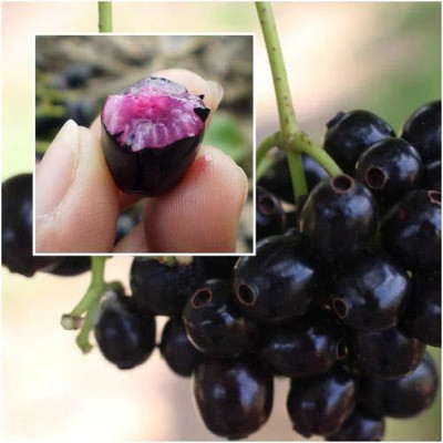 VibeX jamun Seed(15 per packet)