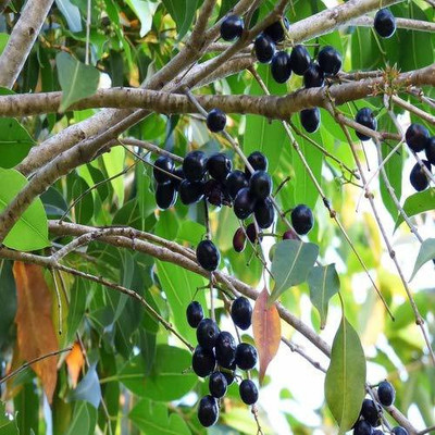 VibeX Jamun Seed(30 per packet)