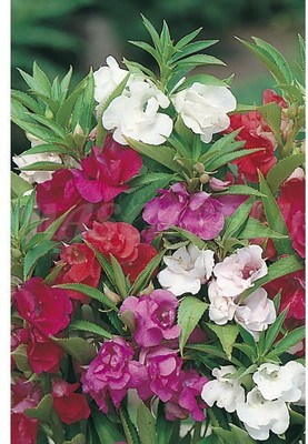 Paudha Balsam Seed(25 per packet)