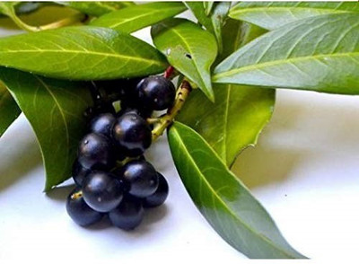 CRGO JAAMUN, JAVA PLUM Seed(100 per packet)
