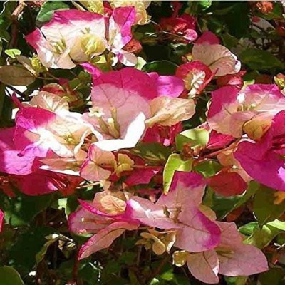 samarthgreen Bougainvillea Plant(Hybrid, Pack of 1)