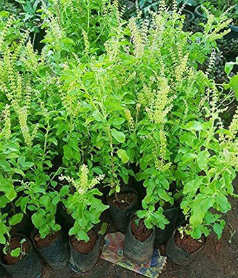 Paudha Tulsi Seed(140 per packet)