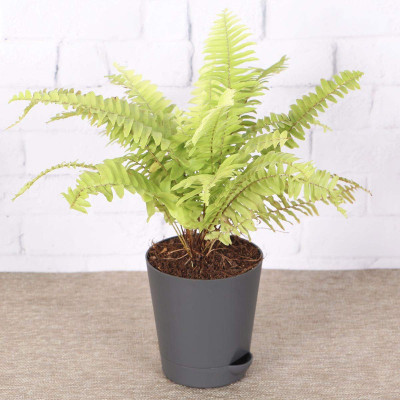 EZtect Fern Plant(Hybrid, Pack of 1)