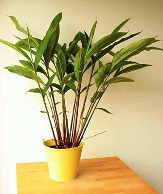 CYBEXIS LX-64 - Rare Cardamom Elettaria cardamomum - (540 Seeds) Seed(540 per packet)