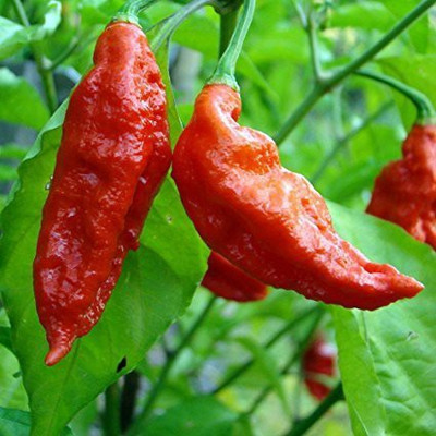 Cloud Farm Chilli Seeds Seed(100 per packet)