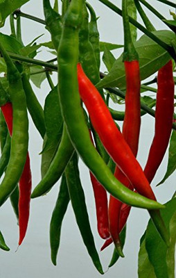 Aywal Long Heirloom Chilli Seed(75 per packet)