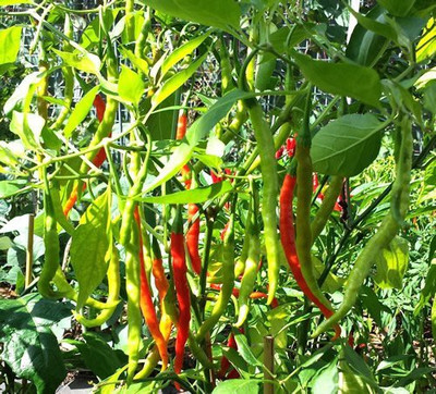 ActrovaX Organic Pusa Jwala Chilli/mirch [1000 Seeds] Seed(1000 per packet)