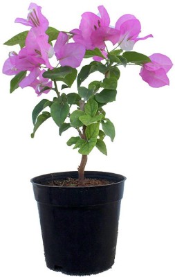 EZtect Baugainvillea Plant(Hybrid, Pack of 1)