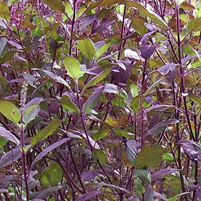 VibeX Krishna Tulsi Seed(100 per packet)