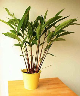 KUNUBON Elaichi/Cardamom Plant(Hybrid, Pack of 1)