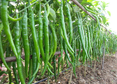 Earth Angels Chilli Seed(100 per packet)