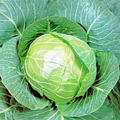 VibeX Cabbage Seed(500 per packet)