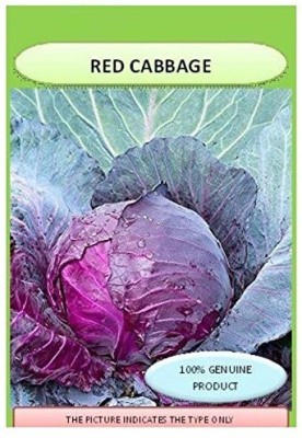 Biosnyg Red Cabbage Organic F1 Hybrid Seeds 5gm Seeds Seed(5 g)