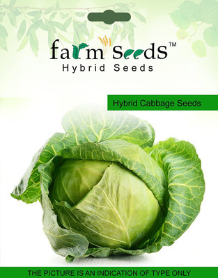 CYBEXIS Hybrid Cabbage2000 Seeds Seed(2000 per packet)