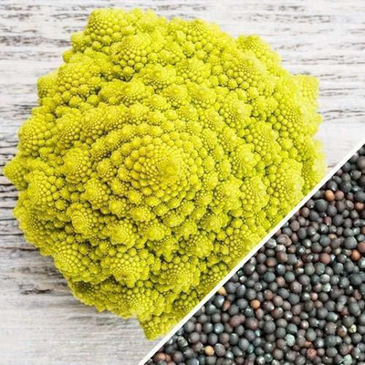 ActrovaX High Germination Broccoli Romanesco [2000 Seeds] Seed(2000 per packet)