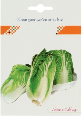 VibeX XXL-41-Organically Grown Chinese Cabbage Seed(30 per packet)