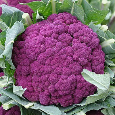 VibeX Cauliflower Seed(125 per packet)