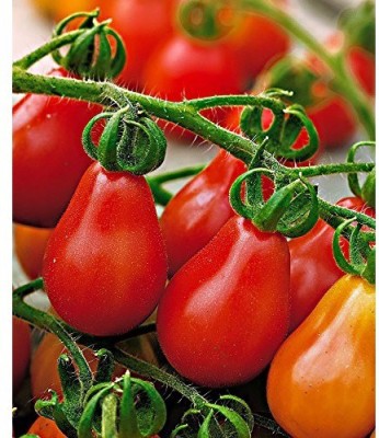 VibeX Tomato Seed(150 per packet)