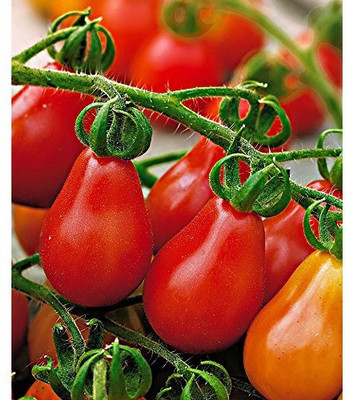 ENINE Tomato Seed(40 per packet)