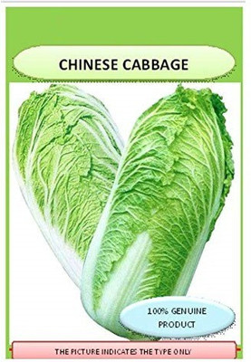 VibeX ® XXL-421-Seeds Cabbage Seed(25 per packet)