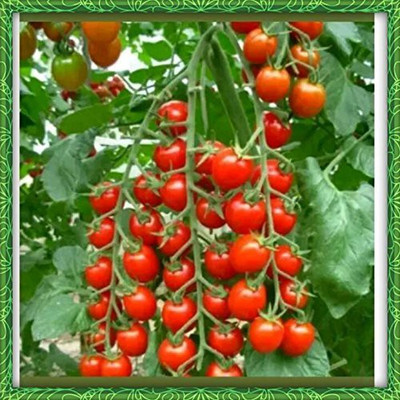 VibeX Tomato Seed(600 per packet)