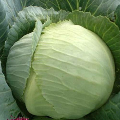VibeX ® XXL-679-Organic Desi Green Cabbage Seeds Seed(600 per packet)