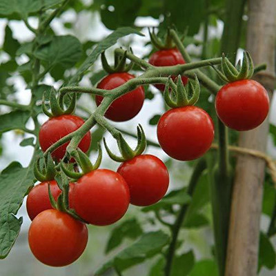 VibeX Tomato Seed(80 per packet)