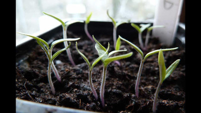 VibeX Tomato Seed(250 per packet)