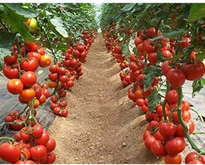 ENINE Tomato Seed(600 per packet)