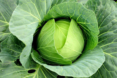 VibeX Cabbage Seed(500 per packet)