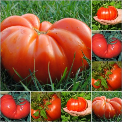 Qualtivate ® Organic Beefsteak Tomato High Yielding Imported seeds Seed(100 per packet)