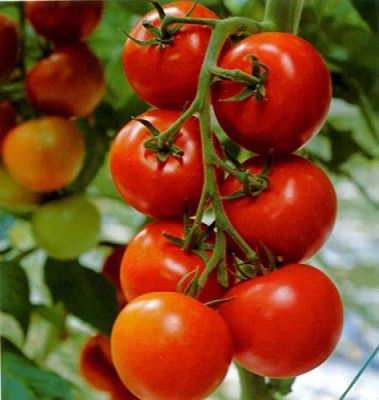 VibeX ® XL-06-Farmer Ruby High Yield Hybrid Pusa Tomato Seeds Seed(20 per packet)