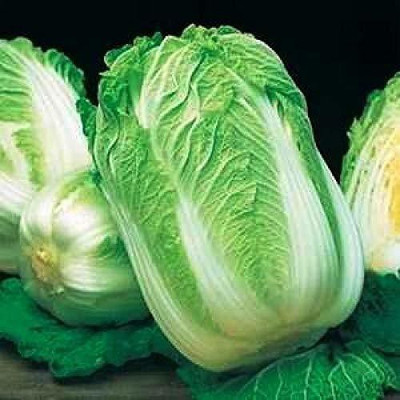 VibeX ™ XXL-722-Wong Bok Chinese Cabbage SEEDS Seed(50 per packet)