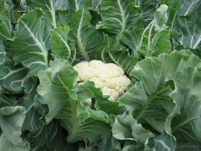 VibeX Cauliflower Seed(200 per packet)