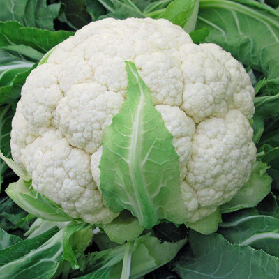 VibeX XLL-52 - Phool Gobhi Vegetable - (1350 Seeds) Seed(1350 per packet)