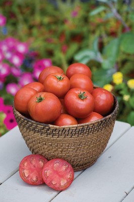VibeX ™ XL-385-High Yield Sweet Seedless Tomato Seeds Seed(500 per packet)
